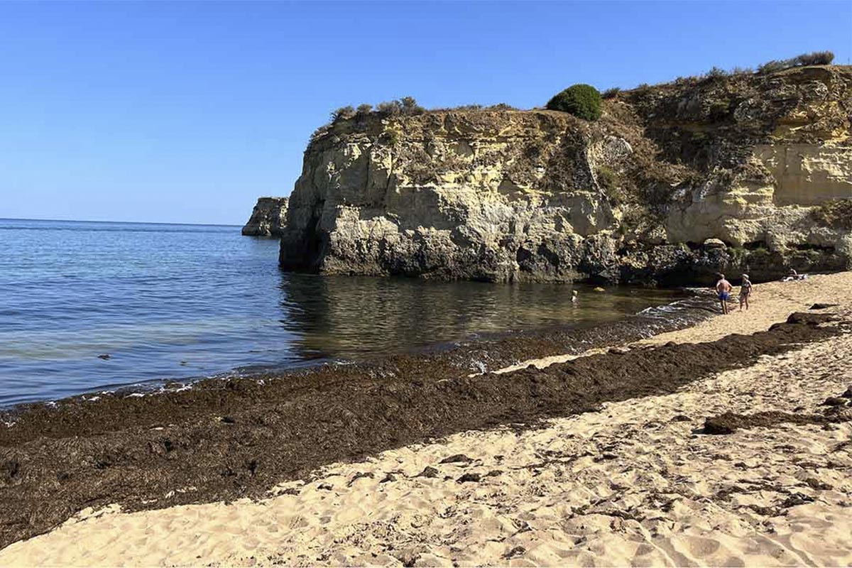 Playa con algas asiáticas