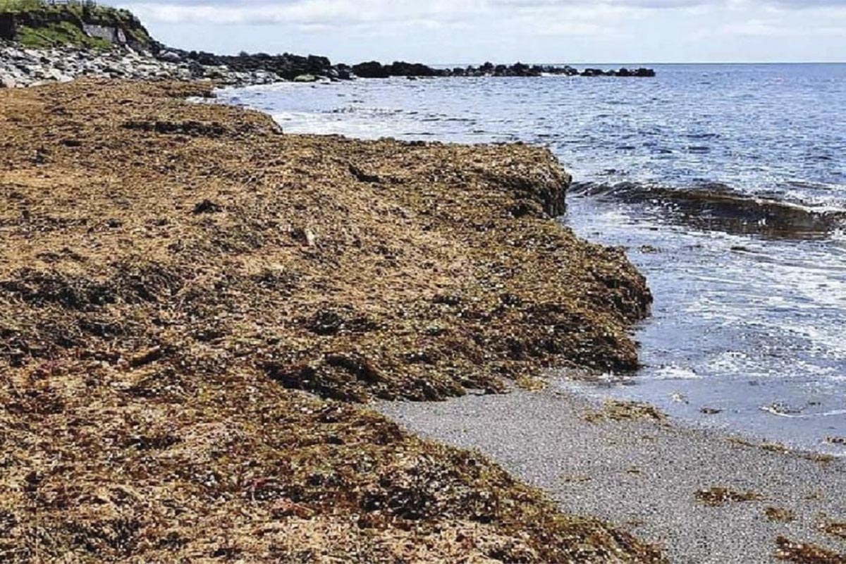 Playa con algas asiáticas