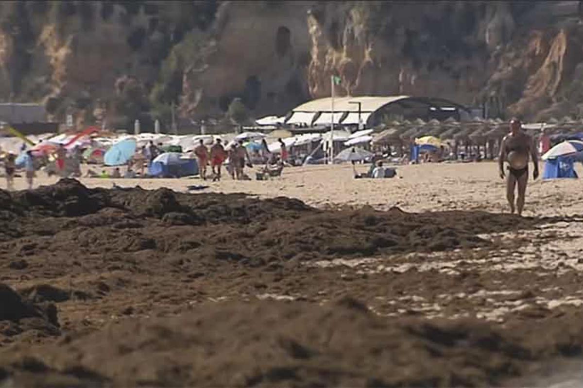 Playa con algas asiáticas